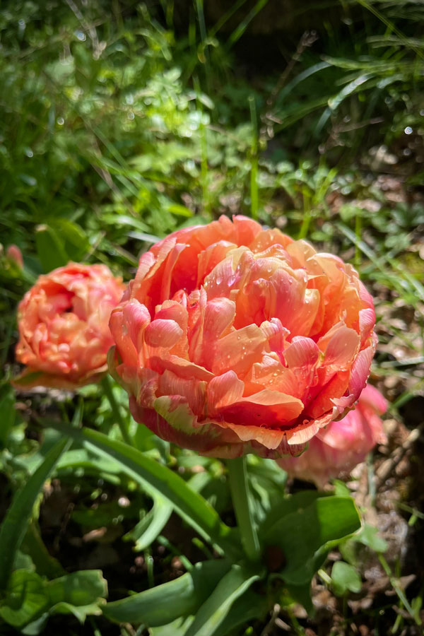 Piontulpanlökar som blommar på Farstanäset på Näsudden, fotograferade 2025.