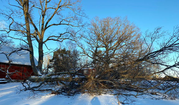 En av trillingekens stammar faller vid ladan