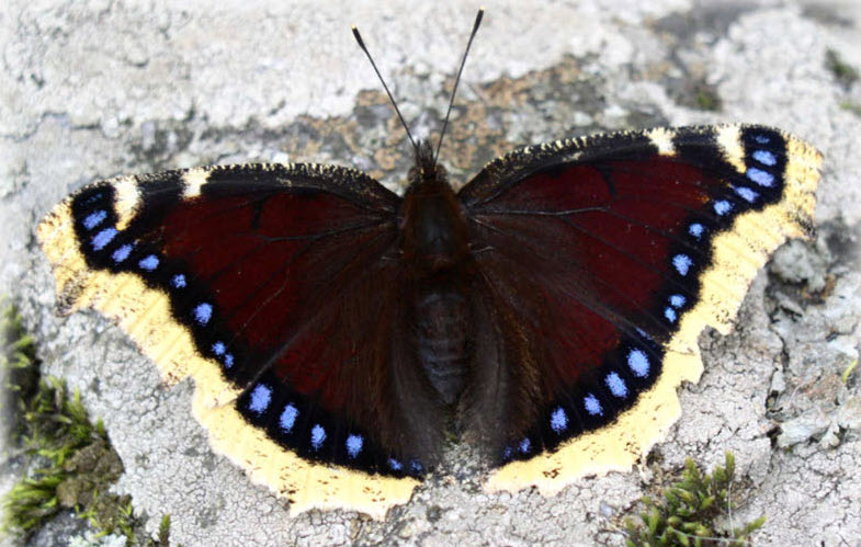 Fjäril på Farstanäsets naturstig.