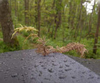Husmossa i skogsmiljö.