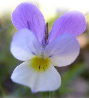 Styvmorsviol med gul, vit och lila färg i blomman.