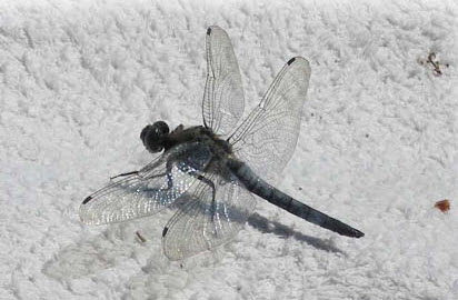 Trollslända Orthetrum cancellatum.