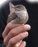 Höksångare.