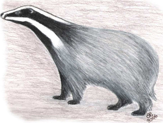 Grävling, illustration.