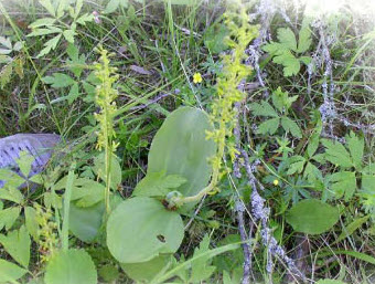 Tvåblad, orkidé i skogsmiljö.